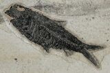 Shale With Four Fossil Fish (Knightia) - Wyoming #211227-2